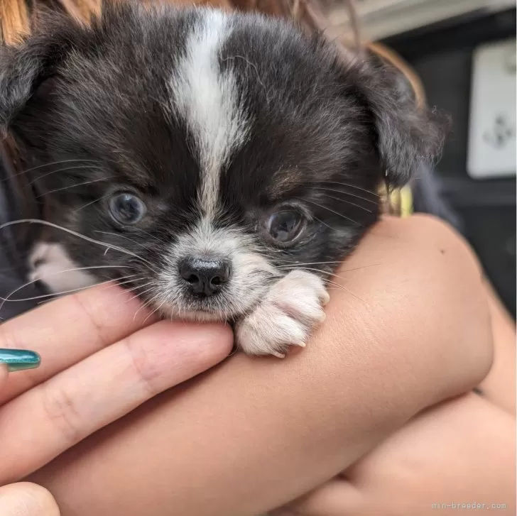 ID:2406-00863の子犬