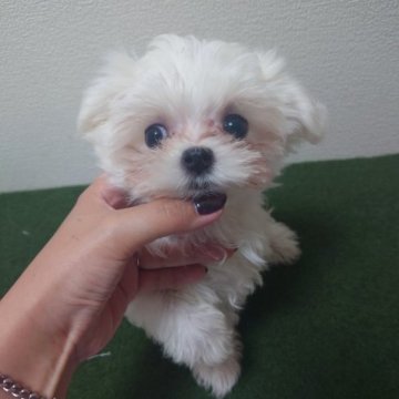 マルチーズ【大阪府・男の子・2023年7月15日・ホワイト】の写真「顔の可愛い男の子」