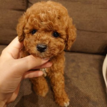 トイプードル(タイニー)【大阪府・男の子・2023年4月3日・レッド】の写真「濃いレッドの男の子　４月29日販売終了」