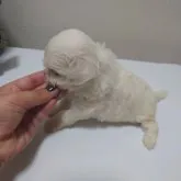 マルチーズ【大阪府・女の子・2023年7月18日・ホワイト】の写真3