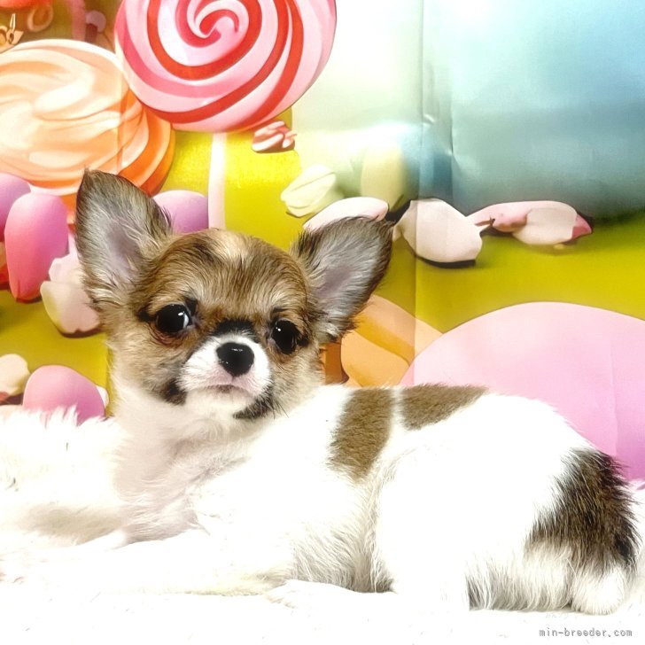 ブリーダー画像