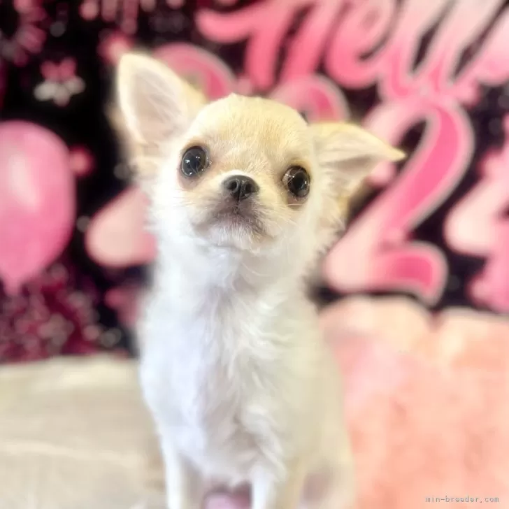 ID：2312-05056の子犬