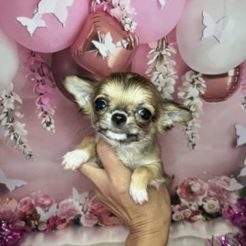 チワワ(ロング)【茨城県・男の子・2023年10月1日・レッド】の写真「綺麗なREDのちぃちゃぃちゃん。小ぶり予想のお姫」