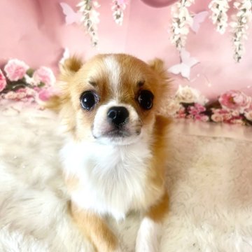 チワワ(ロング)【茨城県・男の子・2023年9月17日・レッド】の写真「お顔に白のフレーズの入った派手顔です。」