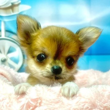 チワワ(ロング)【茨城県・女の子・2024年4月15日・レッド】の写真「怖いもの知らずの天真爛漫なお姫様」