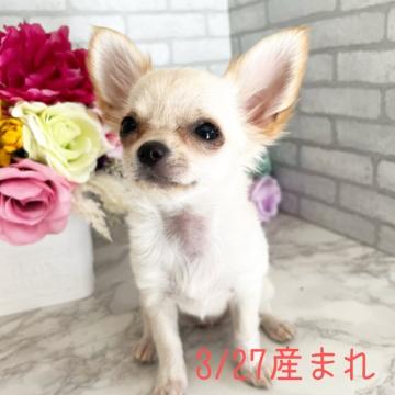 チワワ(ロング)【茨城県・女の子・2022年3月27日・クリーム】の写真「極小サイズで天使のような特選女の子！」