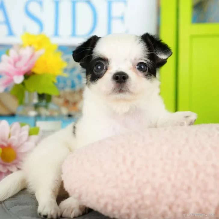 ID：2412-06717の子犬