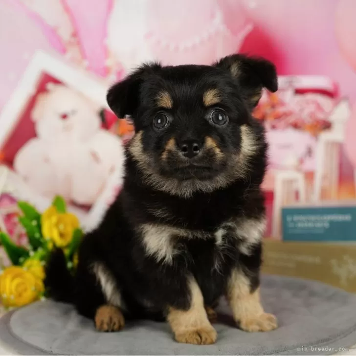 ID:2412-06722の子犬