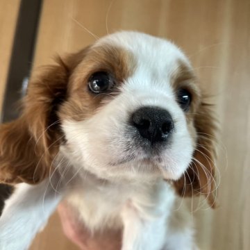 キャバリア【静岡県・女の子・2024年12月16日・ブレンハイム】の写真「元気のいいかわいい子です」