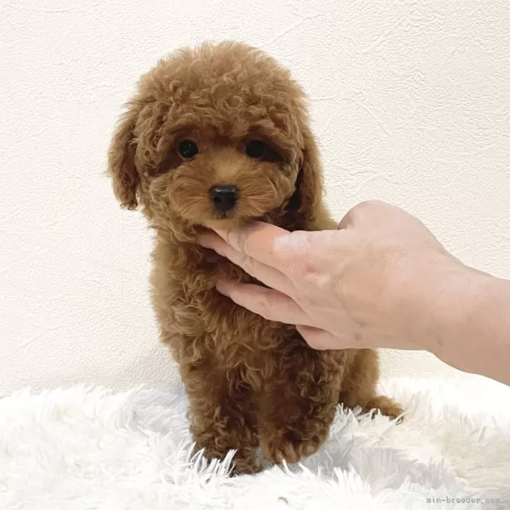 T.K 様のお迎えした子犬