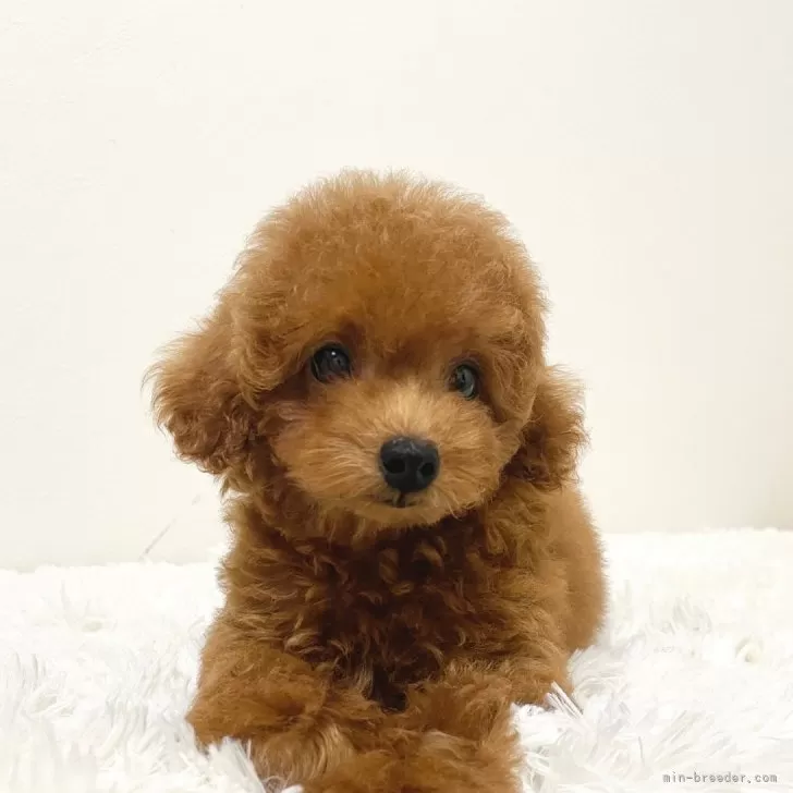 Y.Y 様のお迎えした子犬