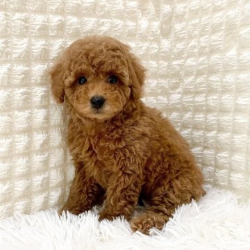 トイプードル(タイニー)【滋賀県・男の子・2025年2月23日・レッドフォーン】の写真「GW✨子犬ちゃん見学会開催中✨🤎❣️」