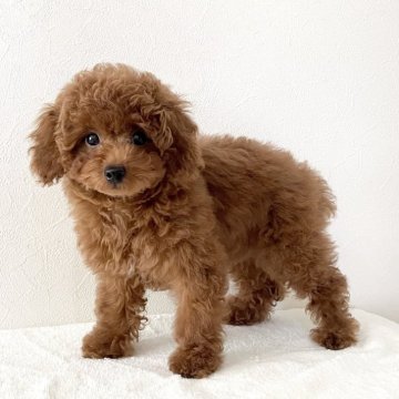 トイプードル(タイニー)【滋賀県・男の子・2025年2月23日・レッドフォーン】の写真「可愛すぎる男の子✨人懐っこく遊びが大好き❣️🤎」