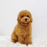 トイプードル(トイ)