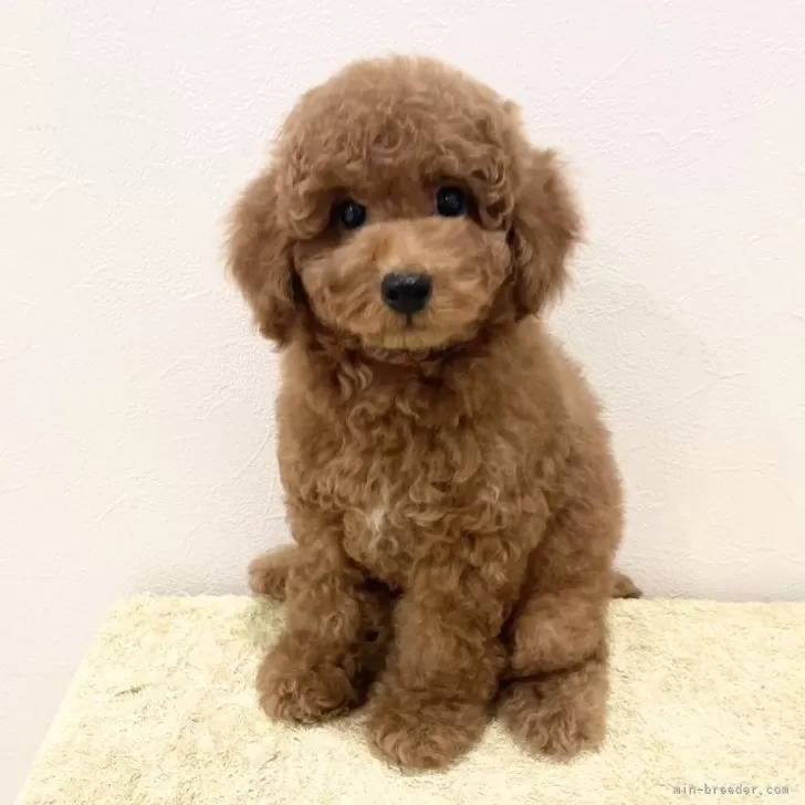 M.Y 様のお迎えした子犬