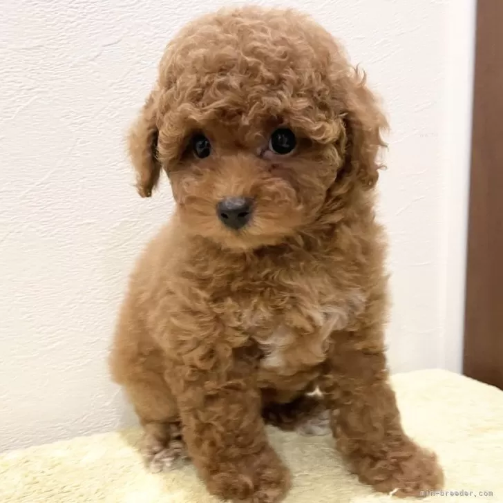 ID：2404-05261の子犬