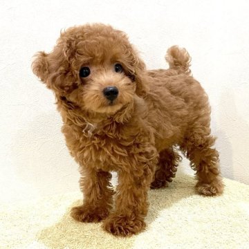 トイプードル(タイニー)【滋賀県・女の子・2024年7月1日・レッド】の写真「大きな目でお顔がとっても可愛い元気な女の子⭐️」