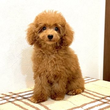 トイプードル(タイニー)【滋賀県・男の子・2024年7月1日・レッド】の写真「可愛いお顔の王子様🧸✨人懐っこくとっても元気✨」