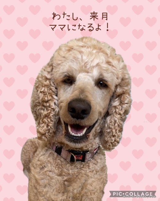 高橋由希ブリーダーのブログ：レミちゃん、ご懐妊です❣️