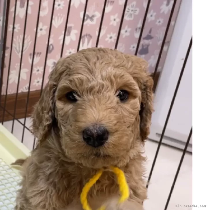 ID：2501-03687の子犬