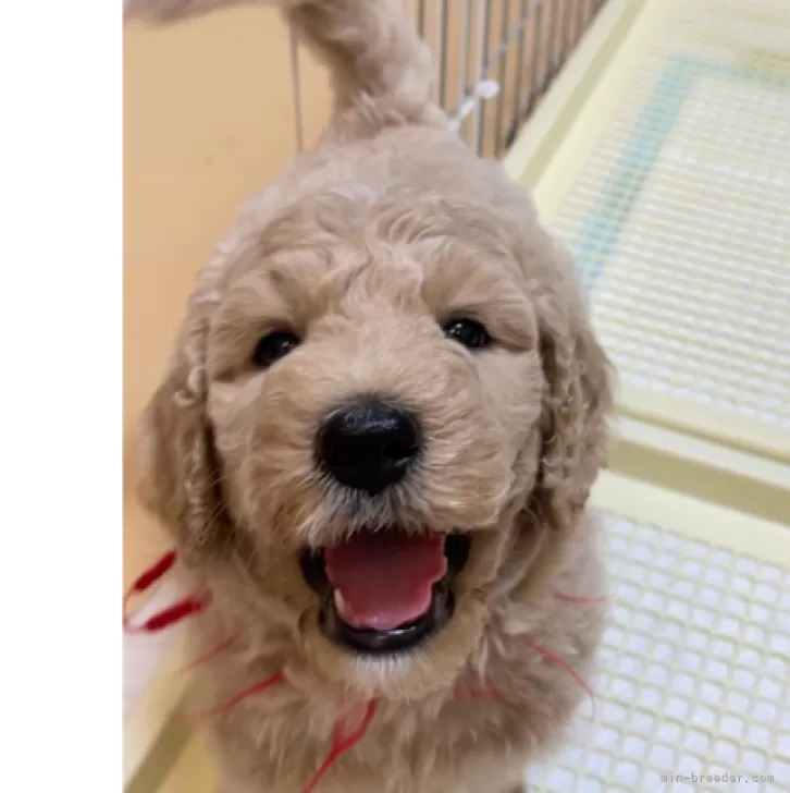 ちなつ 様のお迎えした子犬