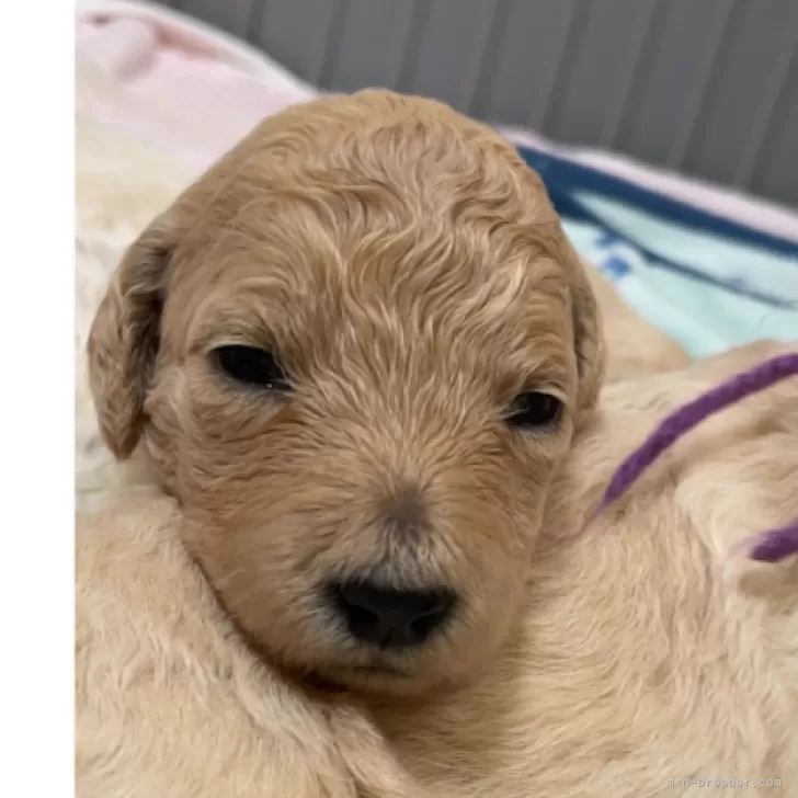 S.T 様のお迎えした子犬