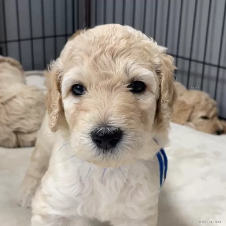 ID：2507-03259の子犬