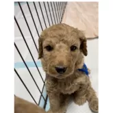 スタンダードプードル【大分県・男の子・2024年12月25日・オレンジフォーン】の写真2