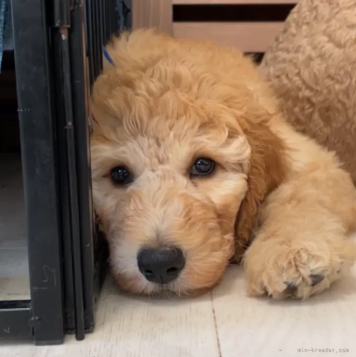 ID：2406-01798の子犬