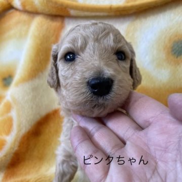 スタンダードプードル【大分県・女の子・2023年4月8日・オレンジフォーン】の写真「ピンクちゃん❤︎」