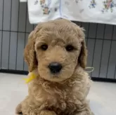 スタンダードプードル【大分県・女の子・2024年8月29日・アプリコット】の写真1