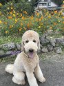 スタンダードプードル【・男の子・2022年6月16日・ペールフォーン】