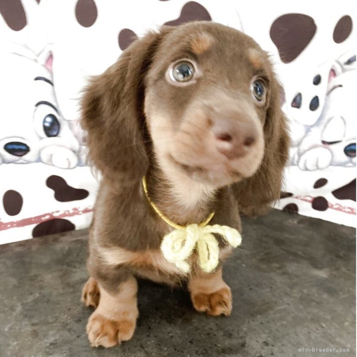 M.A 様のお迎えした子犬