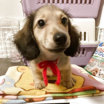 ミニチュアダックスフンド(ロング)【宮城県・女の子・2025年7月16日・シェーデッド イエロー】の写真「5兄弟妹の紅一点でヤンチャ娘です」