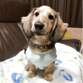 ミニチュアダックスフンド(ロング)