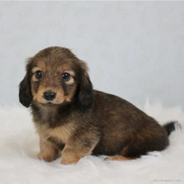 ID：2303-02371の子犬