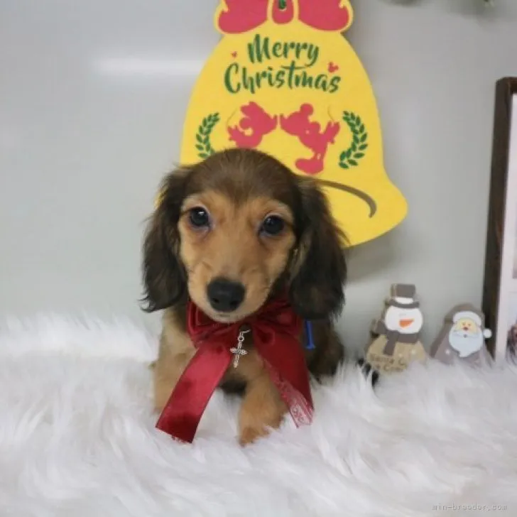 ID：2309-06524の子犬