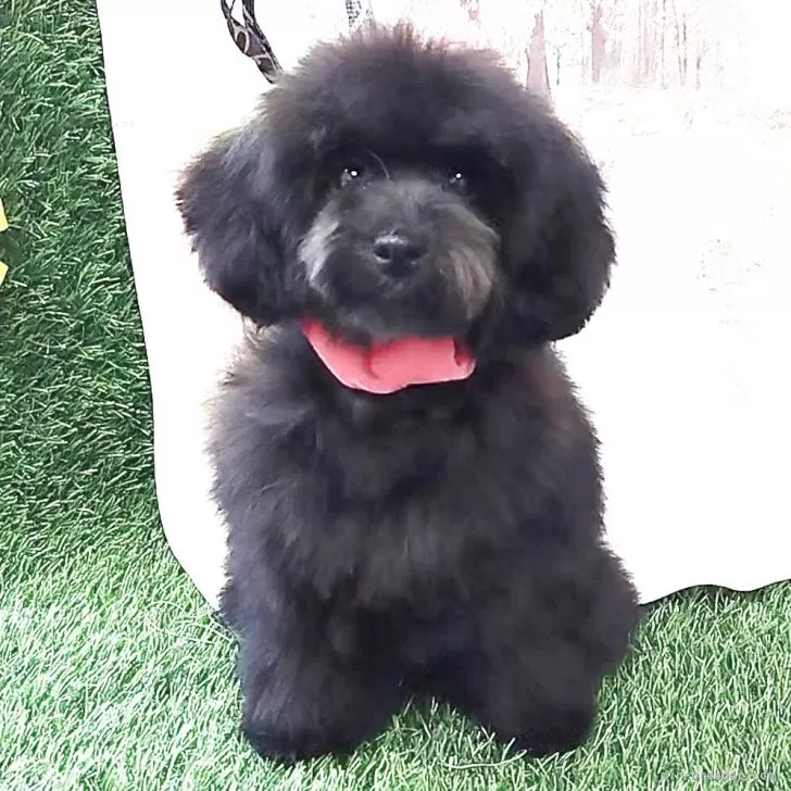 トイプードル(トイ)【神奈川県・女の子・2025年6月19日・シルバー】の写真1