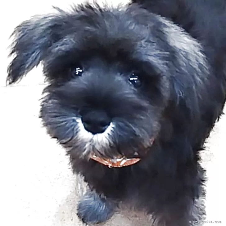 ミニチュアシュナウザー【神奈川県・女の子・2025年8月16日・ソルト&amp;ペッパー】の写真1