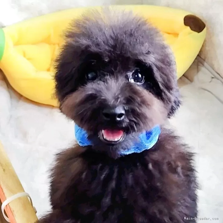 トイプードル(トイ)【神奈川県・男の子・2025年6月19日・シルバー】の写真1