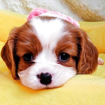 キャバリア【神奈川県・女の子・2025年8月24日・ブレンハイム】の写真「キュート❣️」