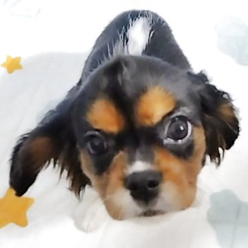 キャバリア【神奈川県・男の子・2025年8月24日・トライカラー】の写真「モヒカンがチャームポイント❗」