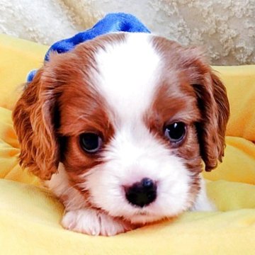 キャバリア【神奈川県・男の子・2025年8月24日・ブレンハイム】の写真「イケメンです😆」