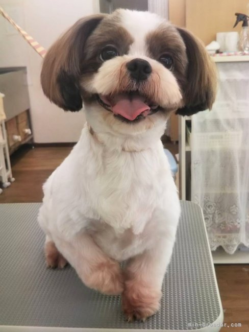 シーズー【・男の子・2017年5月29日・ホワイト&amp;ゴールド】