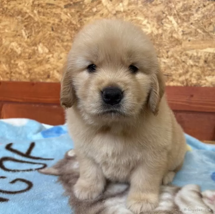 ID:2507-00882の子犬