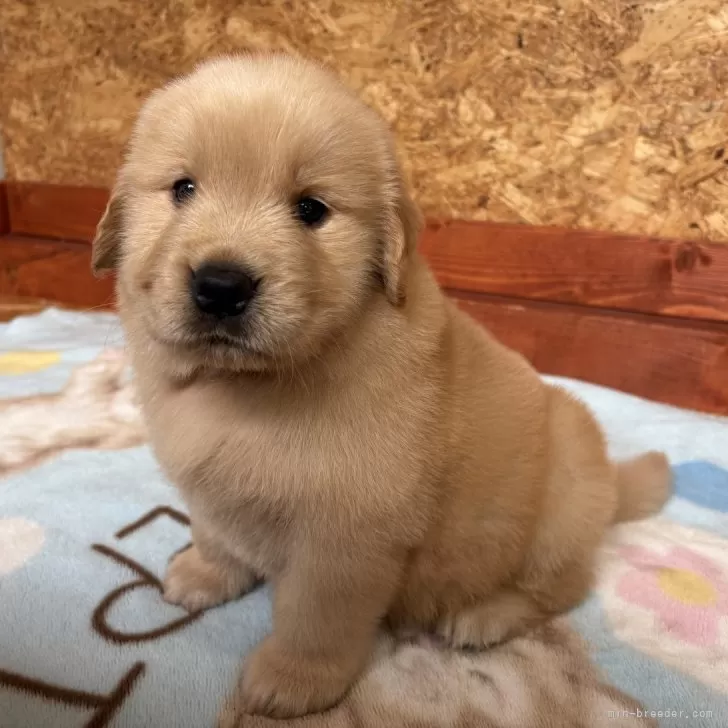 ID：2507-00919の子犬