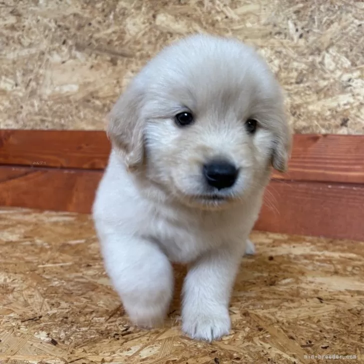 ID：2505-02515の子犬