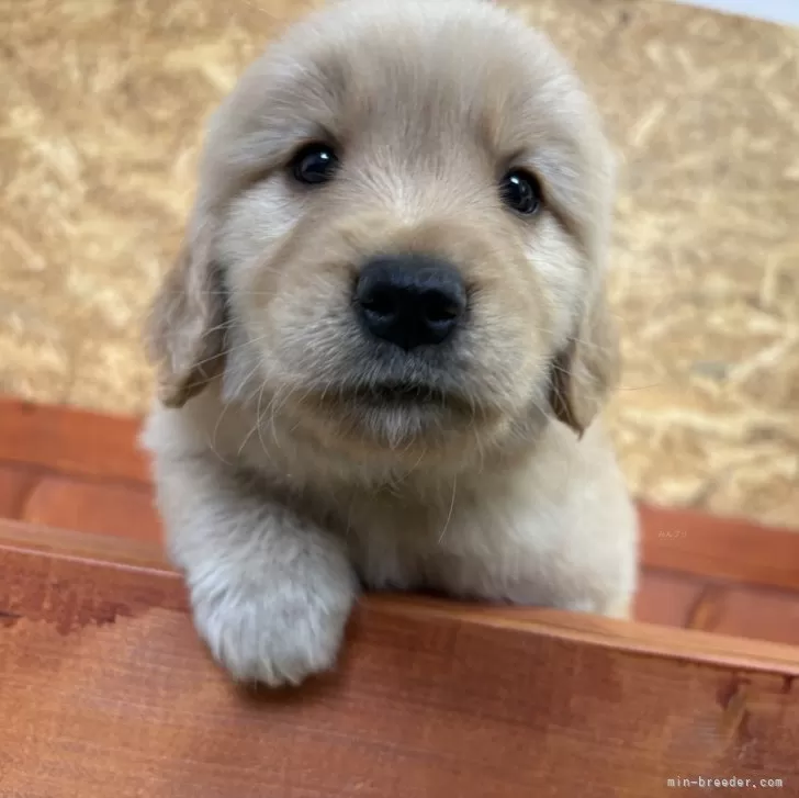 ID:2505-02511の子犬