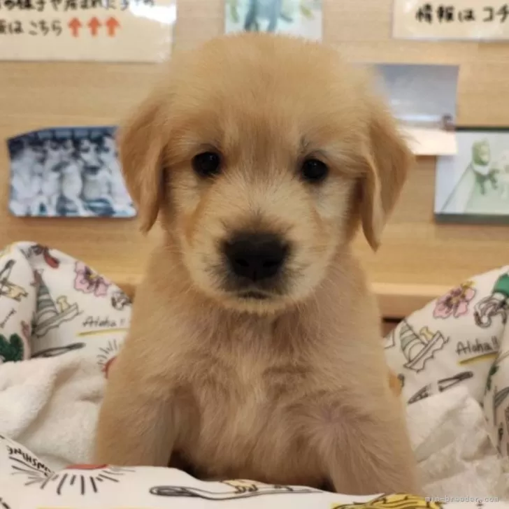 なかじー 様のお迎えした子犬