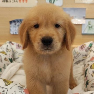 ゴールデンレトリバー【北海道・男の子・2025年7月7日・ゴールド】の写真「カメラ目線が可愛い!」
